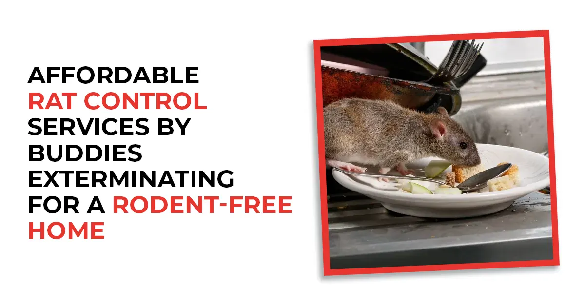 Affordable Rat Control Services | Buddies Exterminating