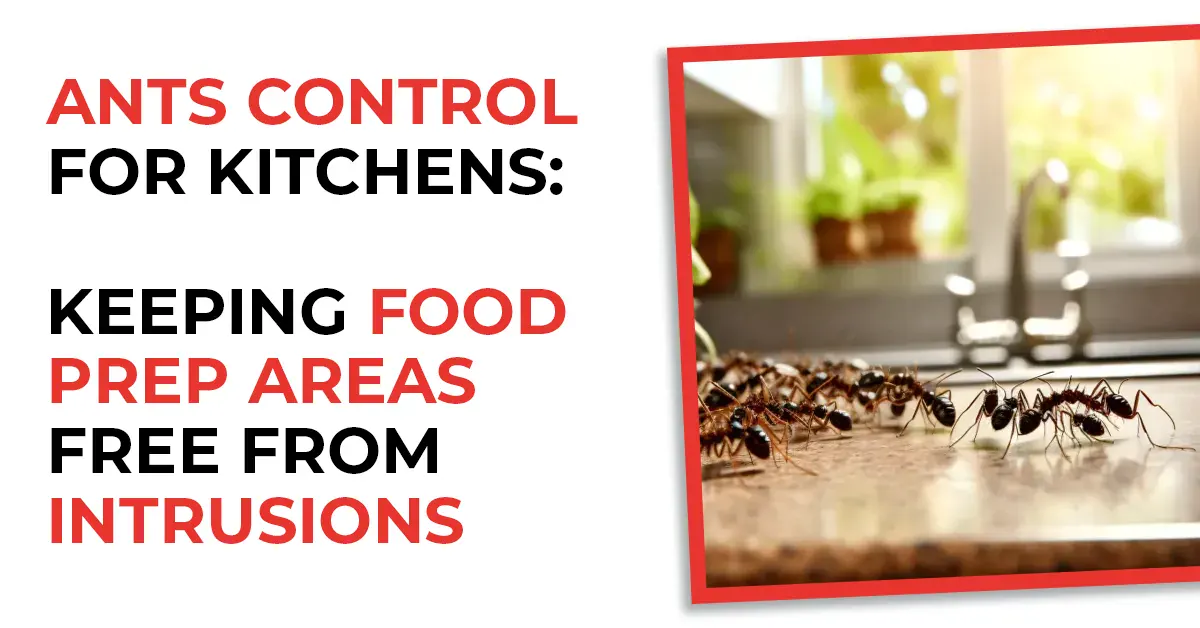 Ant Control for Kitchens: Keeping Food Prep Areas Free from Intrusions