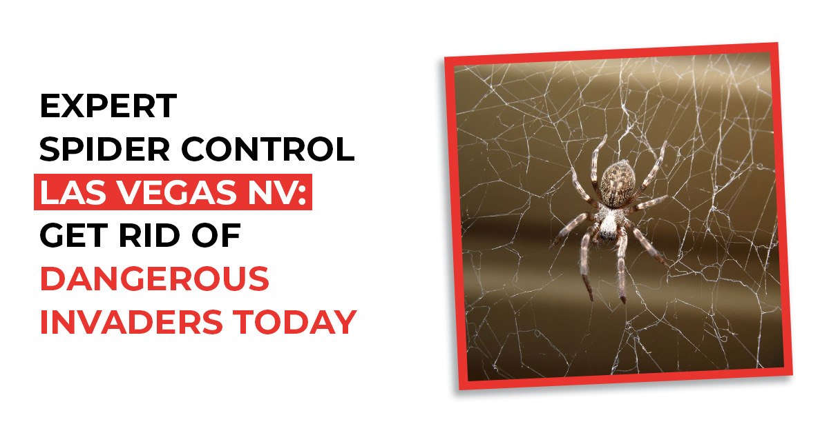 Spider Exterminator Las Vegas NV | Buddies