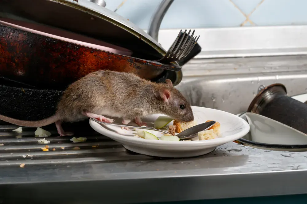 What Sort of Damage Do Rodents Cause in Homes and How to Prevent It
