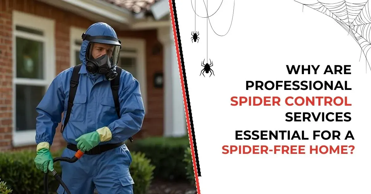 Why Professional Spider Control Beats DIY | Buddies