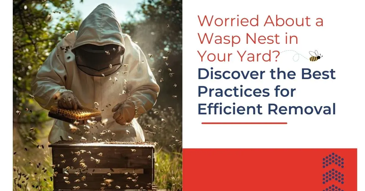 Professional Wasp Nest Removal Services