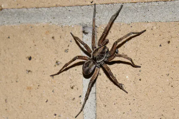 Spider Control in Las Vegas