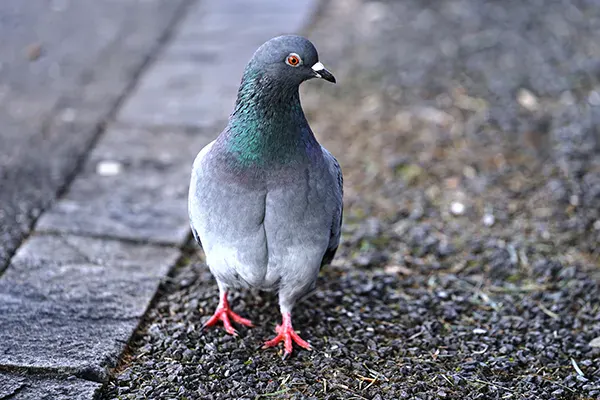 Pigeon Control in Las Vegas