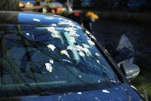 pigeons poo on windscreen