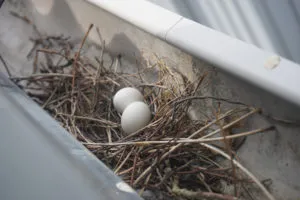 pigeon eggs