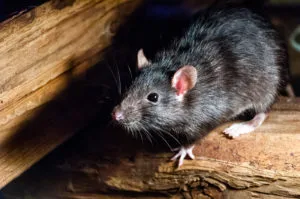 the roof rat