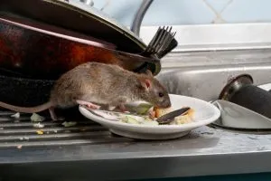rat on plate