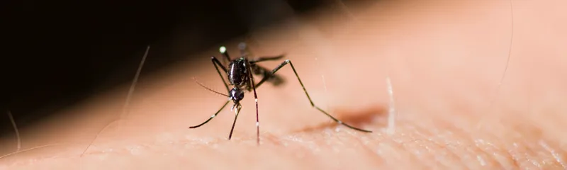 Las Vegas Scorpion Pest Control